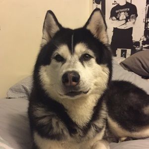 Meet your Posher, Luis